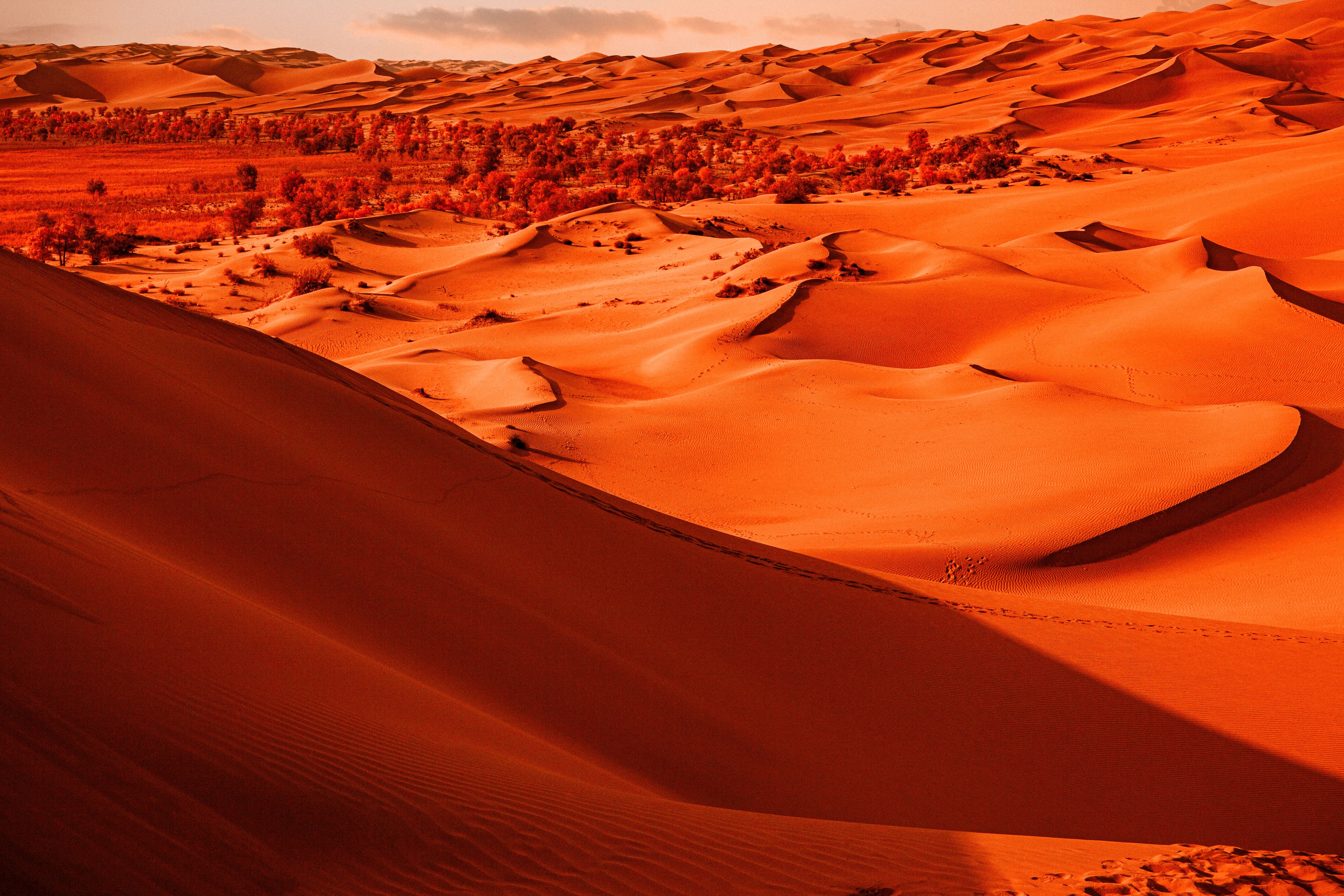 collection-banner-image